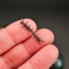 Spiny Worm - 2.5cm (20 pack)