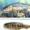 4.1" - 10.4cm Gudgeon PreyBait (3 pack)