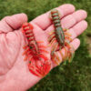 Glory Craw 3.4" (4 Un.)