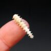 Battle Grub - 2.5cm (15 pack)