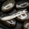 Stickleback - 7.6cm (6 pack)