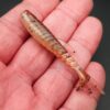 Stickleback - 7.6cm (6 pack)