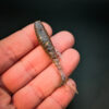 Stickleback - 7.6cm (6 pack)