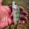 Mini Pincher – perch catch Perch caught on a Mini Pincher lure