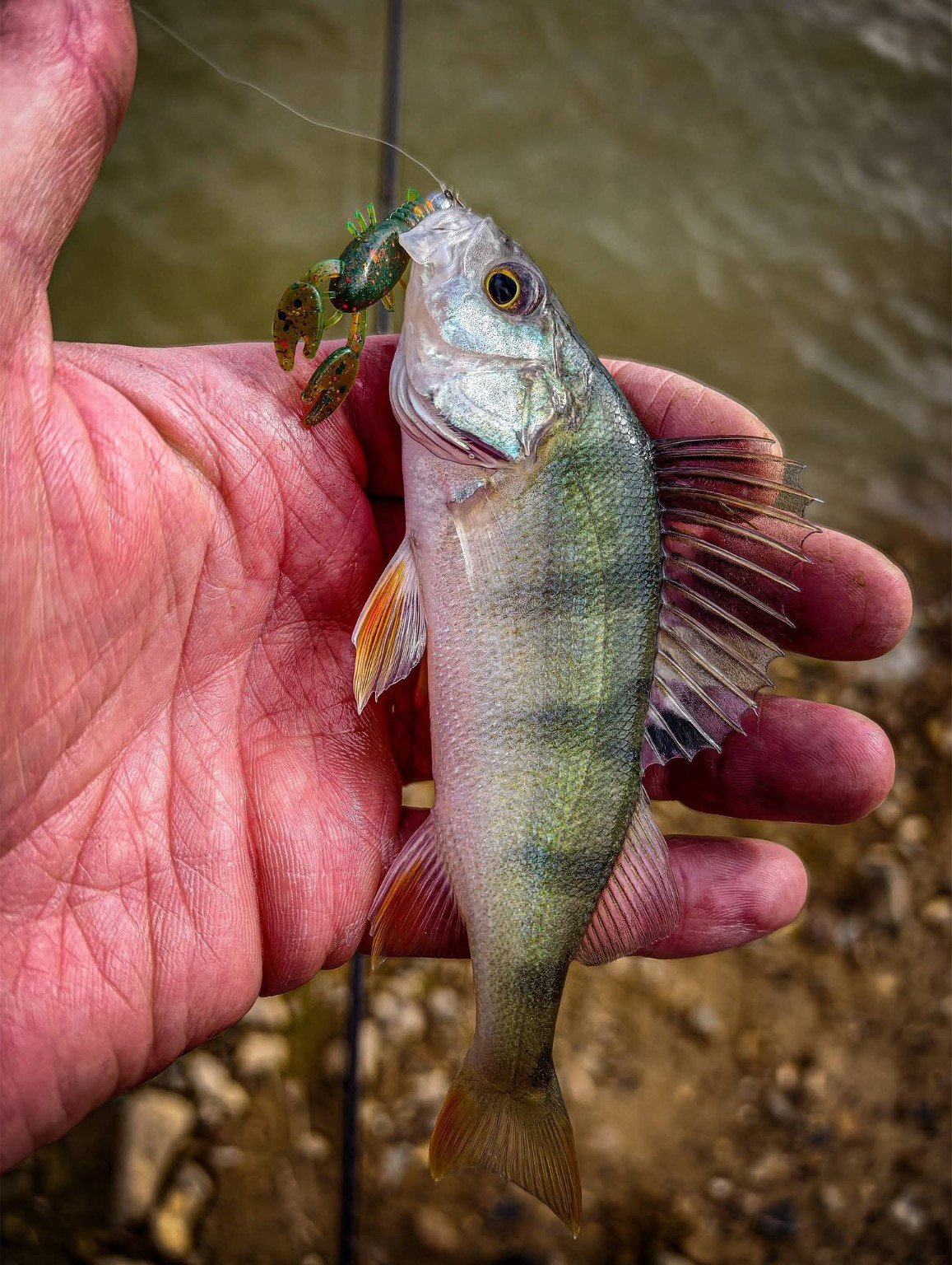 Mini Pincher – perch catch Perch caught on a Mini Pincher lure