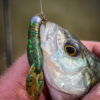 Mini Pincher – perch close up Close-up of a perch caught on a Mini Pincher lure
