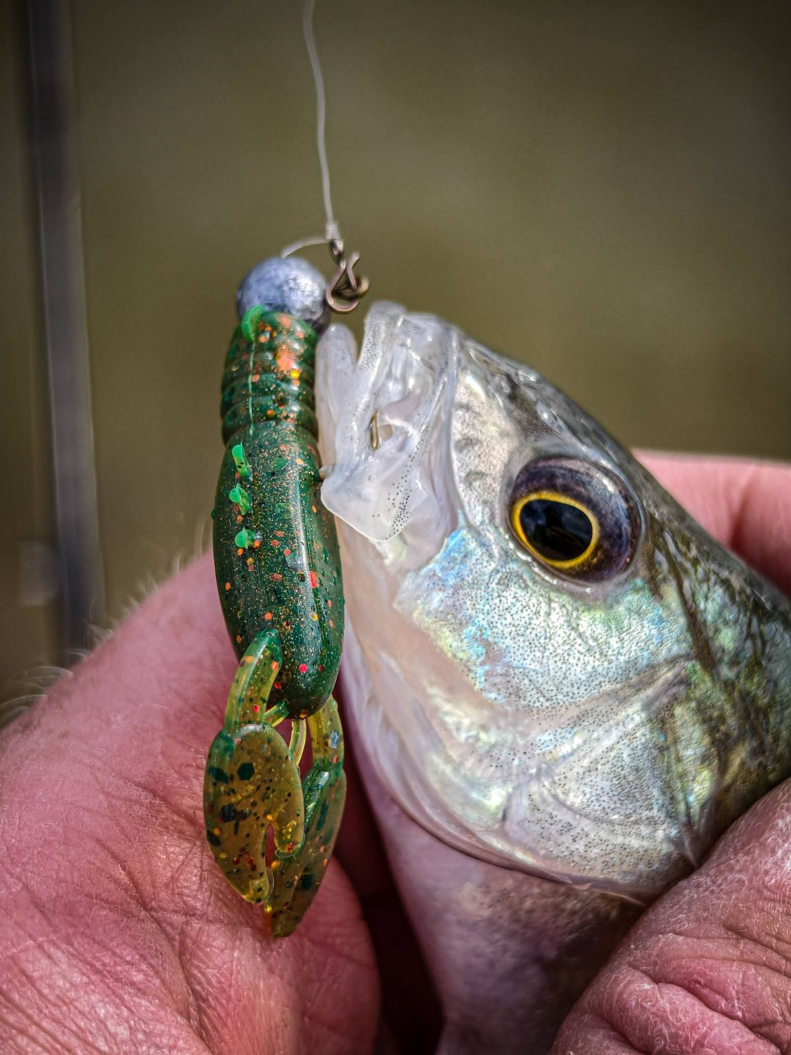 Mini Pincher – perch close up Close-up of a perch caught on a Mini Pincher lure