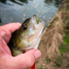 Perch caught on a Mini StoneFly 3.5 cm in Swampfire on a kickback rig