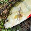 Perch in a landing net with a V-Tail Minnow lure and Cheburashka rig beside its mouth