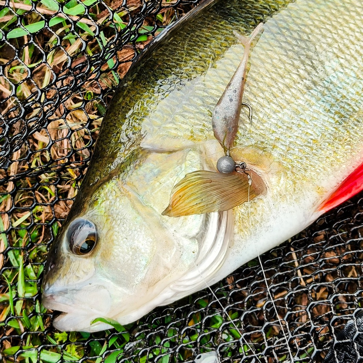 Perch in a landing net with a V-Tail Minnow lure and Cheburashka rig beside its mouth